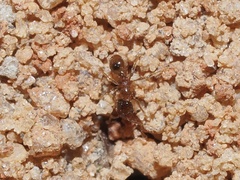 Pheidole bicarinata