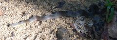 Erythrolamprus typhlus
