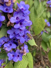 Apis cerana