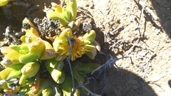 Glottiphyllum