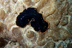 Pseudobiceros splendidus