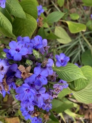 Apis cerana