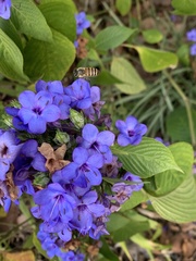 Apis cerana