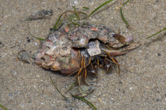 Clibanarius infraspinatus