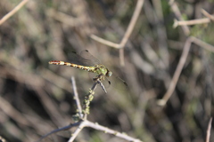 Paragomphus genei