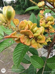 Cupania