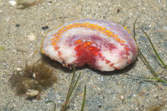 Pseudocolochirus violaceus
