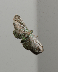 Pasiphila rectangulata