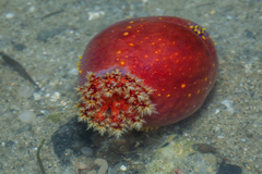 Pseudocolochirus violaceus