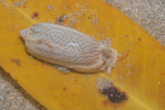 Oliva mustelina