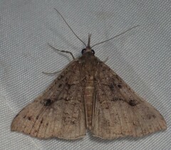 Hypena edictalis