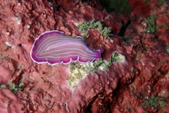 Prostheceraeus roseus