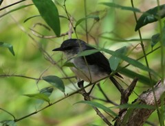 Eopsaltria georgiana