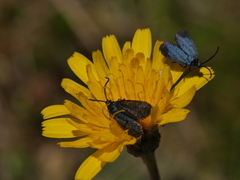 Turneriprocris dolens