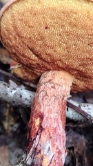 Exsudoporus floridanus