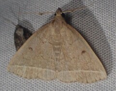 Zanclognatha jacchusalis
