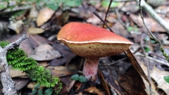 Exsudoporus floridanus