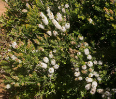 Melaleuca lanceolata