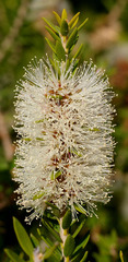 Melaleuca lanceolata