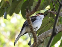 Hemixos castanonotus