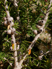 Melaleuca lanceolata