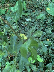 Aristolochia trilobata