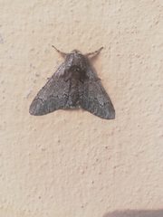 Biston strataria