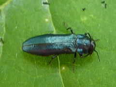 Agrilus cyanescens