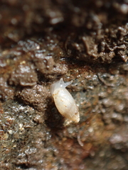 Leucophytia bidentata