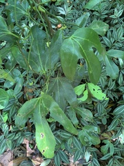 Aristolochia trilobata