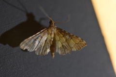 Lamprosema