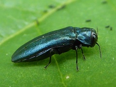 Agrilus cyanescens