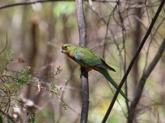Platycercus icterotis