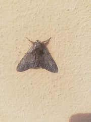 Biston strataria