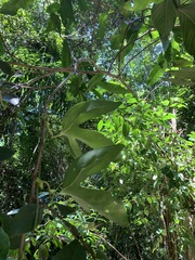 Aristolochia trilobata