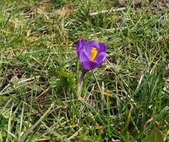 Crocus vernus