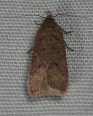 Dichomeris ventrellus