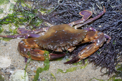 Charybdis hellerii