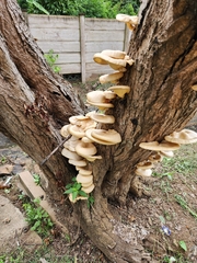 Fungi