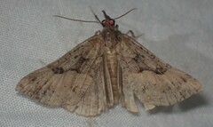 Hypena edictalis