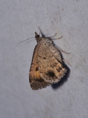 Chrysolarentia