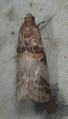 Acrobasis angusella