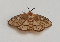 Strigivenifera venata