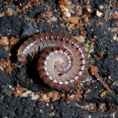 Blaniulidae
