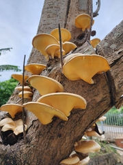 Fungi