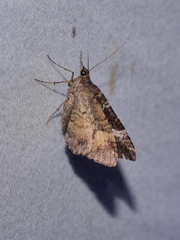 Chrysolarentia