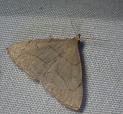 Zanclognatha pedipilalis