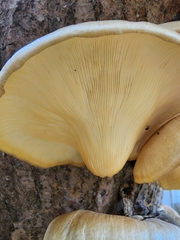 Fungi