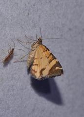 Chrysolarentia