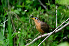 Morococcyx erythropygus